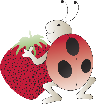 Plant de fraisiers bio
