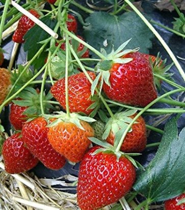 plants de fraisier bio charlotte