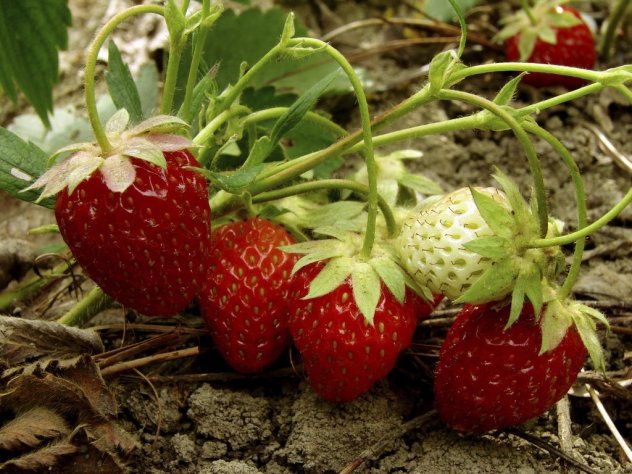 plants de fraisier bio ciflorette