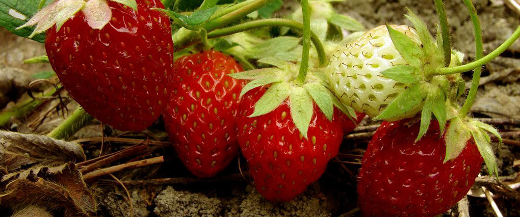 plants de fraisier bio cirafine