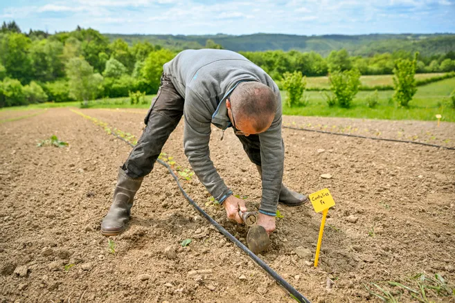 Jean Chirent produisant les plants de fraisiers bio dans son exploitation